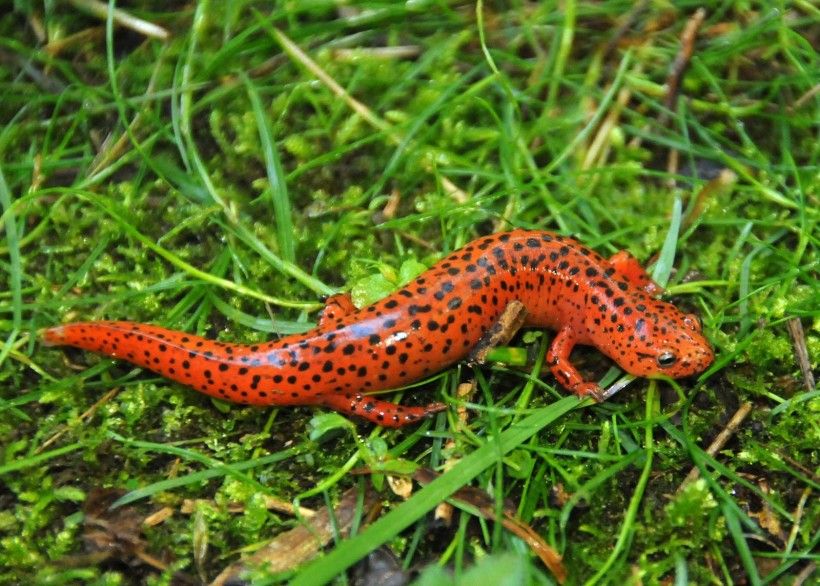 Northern Red Salamander | Brandywine Conservancy and Museum of Art